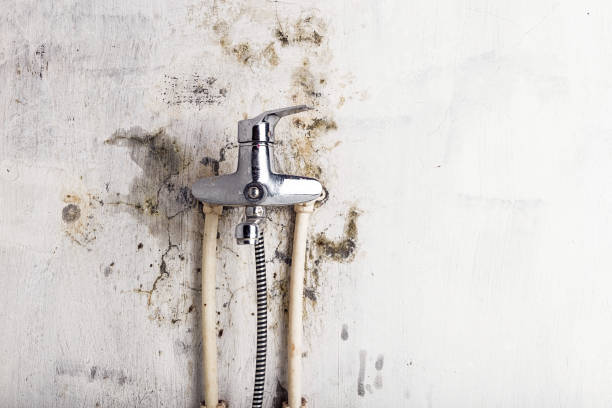 Best Residential Mold Removal  in Bostonia, CA