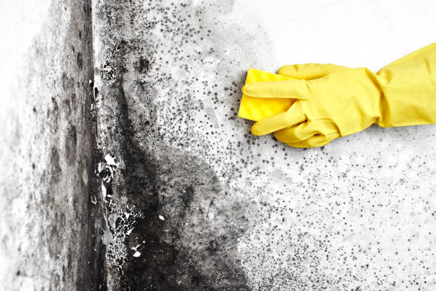 Best Mold Damage Repair  in Bostonia, CA