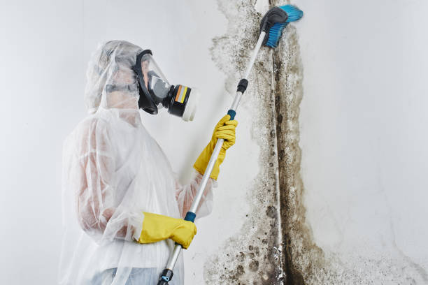 Best Crawl Space Mold Removal  in Bostonia, CA
