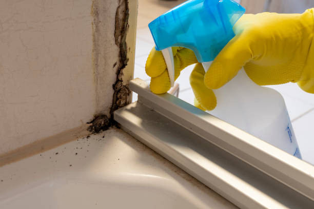 Best Attic Mold Removal  in Bostonia, CA