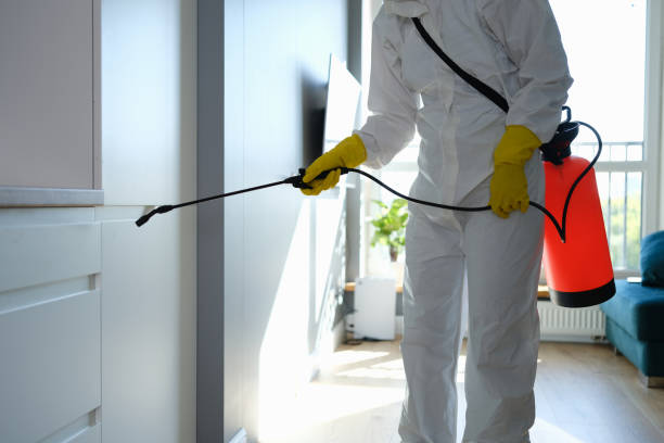 Attic Mold Removal in Bostonia, CA