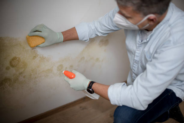 Office Mold Removal Services in Bostonia, CA
