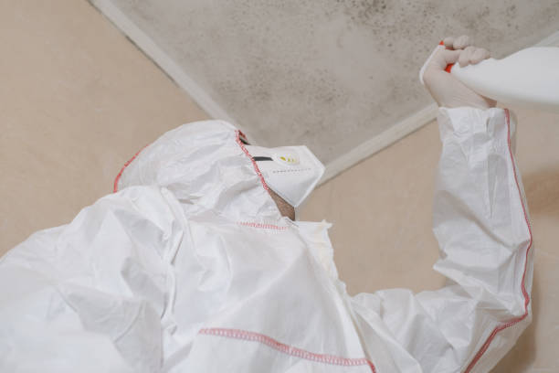 Best Residential Mold Removal  in Bostonia, CA