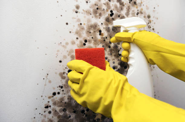 Certified Mold Removal in Bostonia, CA
