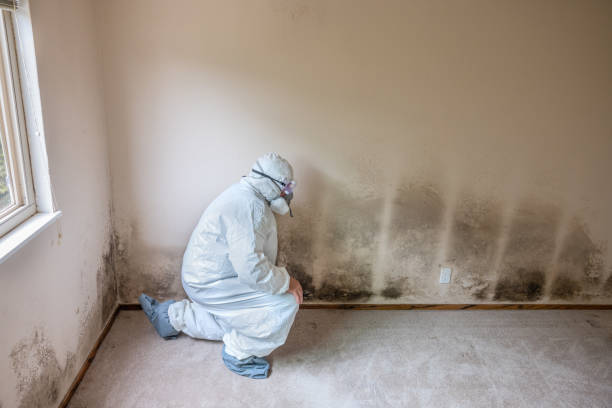 Best Black Mold Removal  in Bostonia, CA
