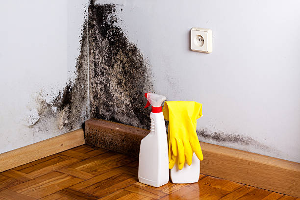 Best Attic Mold Removal  in Bostonia, CA