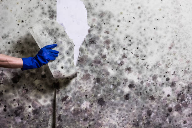 Best Mold Damage Repair  in Bostonia, CA